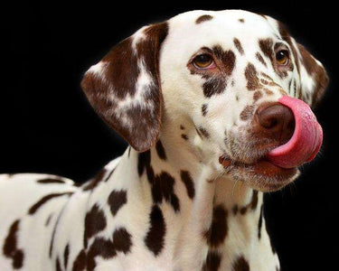 Diamond Painting Dalmatiƫr likt zijn neus met Ronde steentjes 100x80cm - Beste Kwaliteit